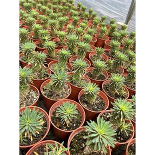 多肉植物大戟科铁甲麒麟大戟仙人掌仙人球沙生植物基地批发