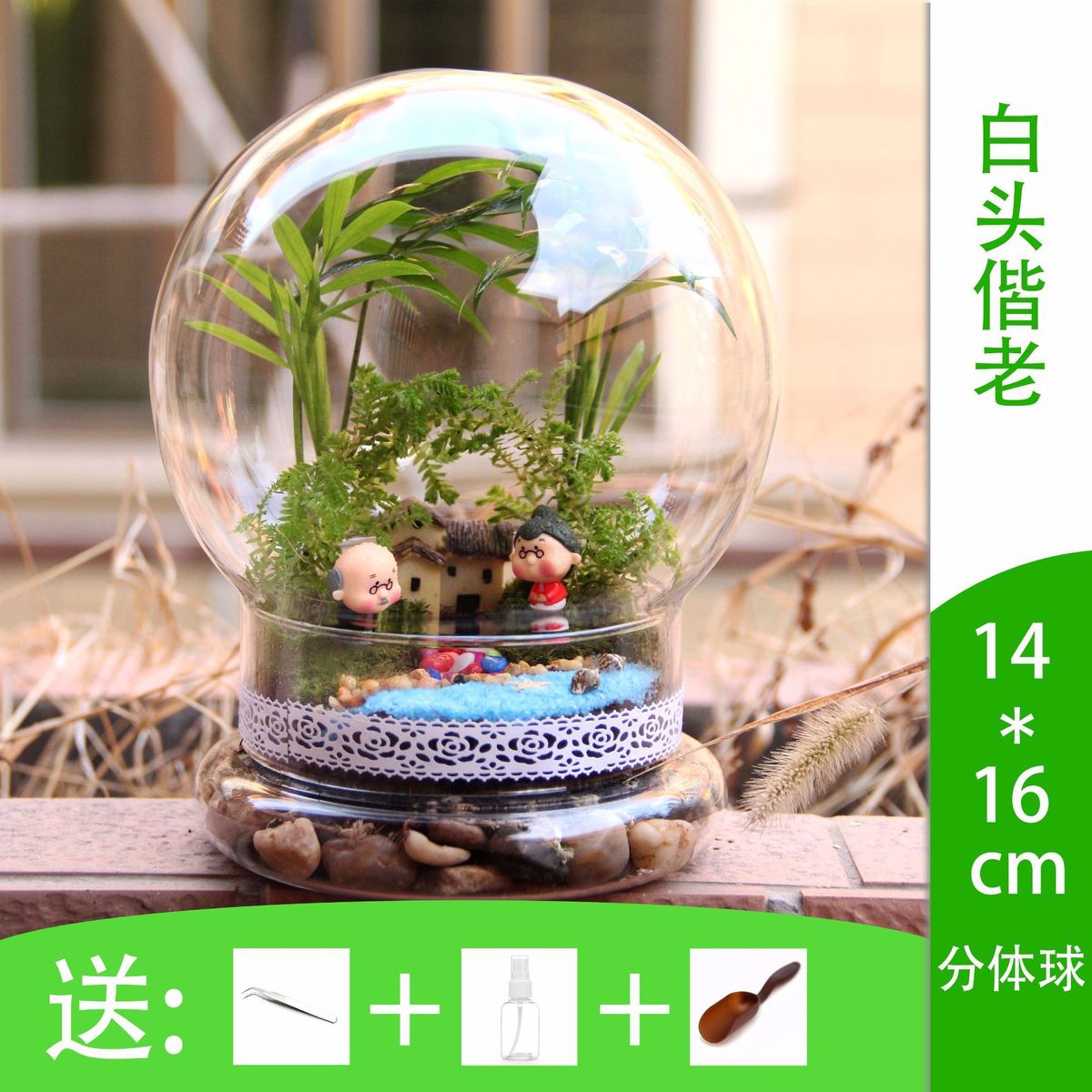 活微景观2合1圆球瓶情人节生日礼品苔藓植物套装创意礼品批发