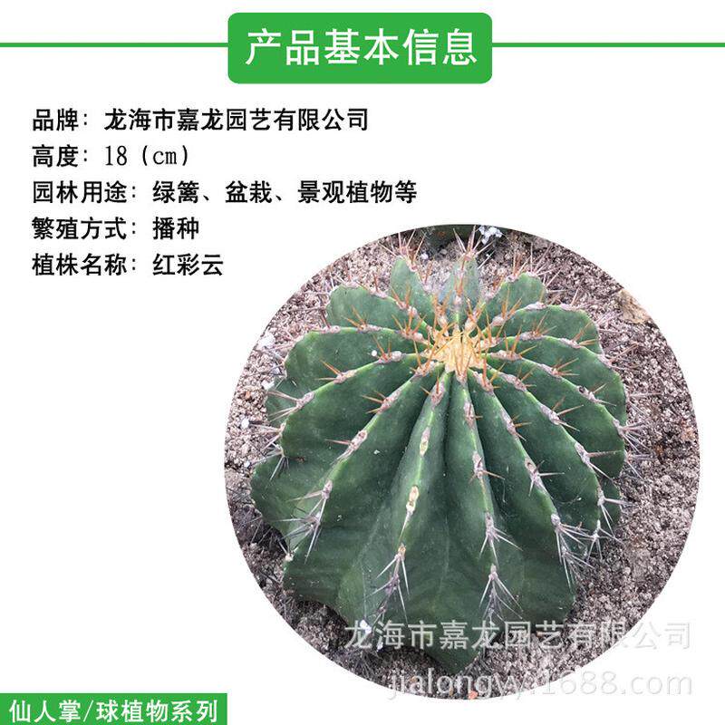 植物彩云红沙生实生仙人球盆栽植物大型沙漠植物仙人球