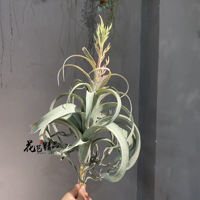 开花空气草多肉凤梨松萝铁兰垂吊软装造景绿植单只/束吊兰仿真花