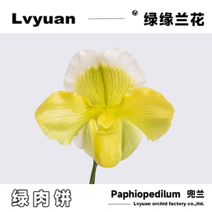 饰绿植盆栽 绿缘兜兰花绿红肉饼带花苞花期长室内茶几客厅桌面装