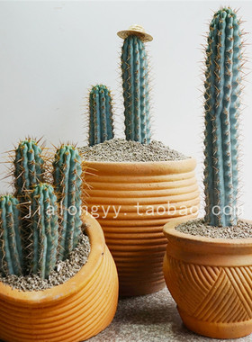 实生佛塔柱仙人柱传塔柱柱子龙蓝色青云蓝柱南美翁一拍一物