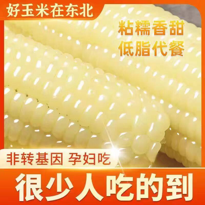 东北玉米糯玉米新鲜现摘真空装包即食软糯香甜粘白玉米棒代餐苞米