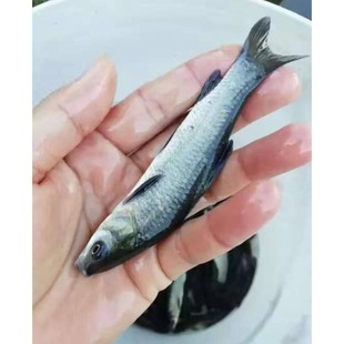 优质青鱼苗黑鲩鱼苗螺丝青鱼苗螺丝黑鱼苗混草鱼苗淡水养殖