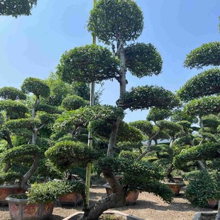 江苏榔榆批发桩供应基地榆树桩头价格造型榆树桩榆树盆景古