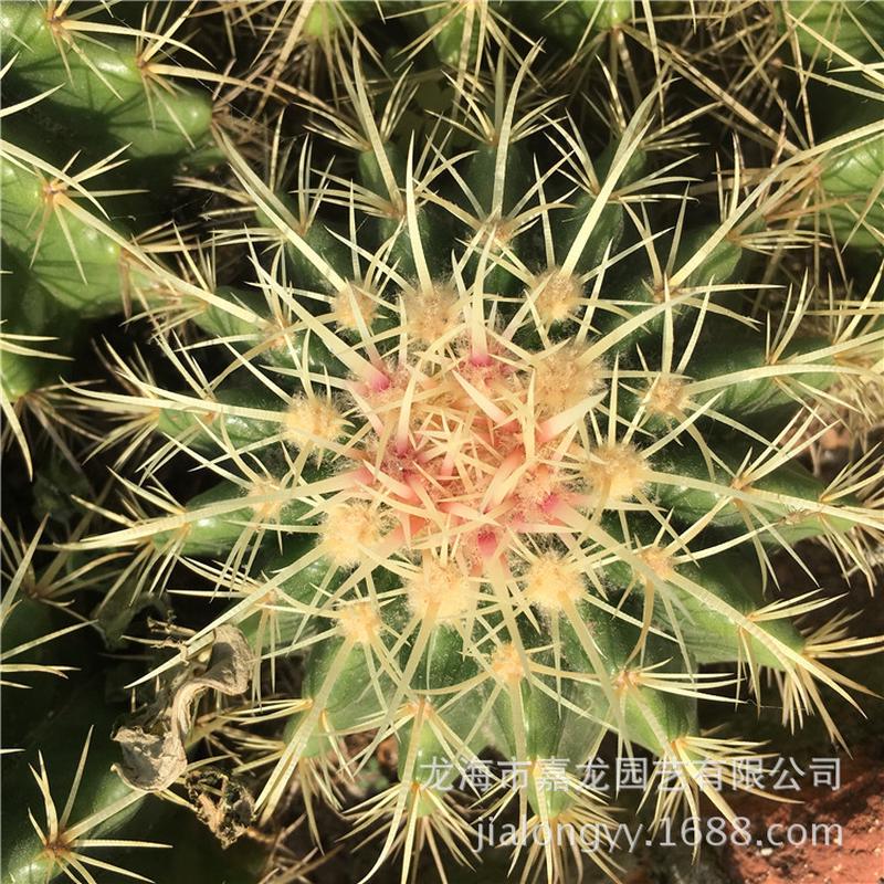 非染色红刺金植物室内外仙人掌景观沙生虎观光园区景观生态设计