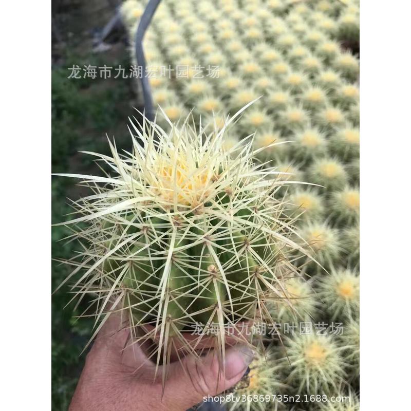 24装长刺金虎景观仙人球美琥美虎昆明虎长刺金琥沙生植物多肉植物