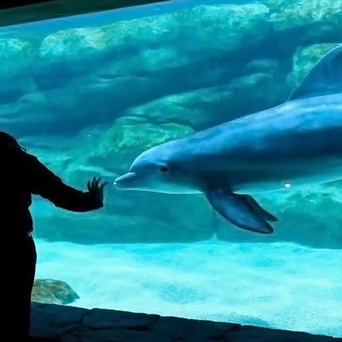 亚克力设计施工型观赏商用水族馆鱼缸水族馆淡水亚克力大型鱼缸