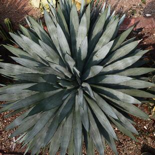 大刺八荒殿龙舌兰基地厂家直销室外室内盆栽常绿本园草大型博园