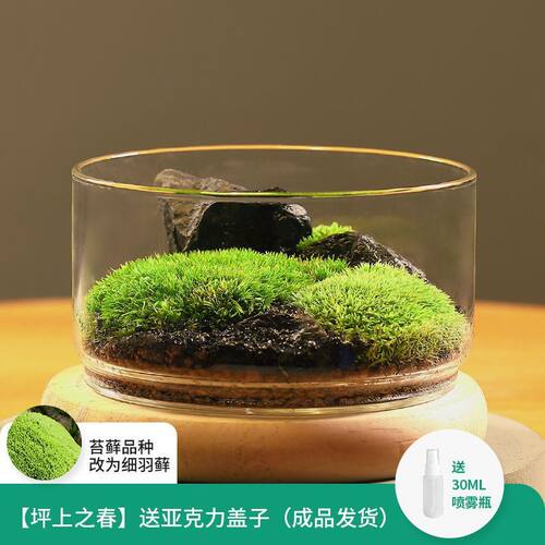苔藓生态瓶闷养微景观系列种好发货桌面好养微缩创意苔藓摆件盆景