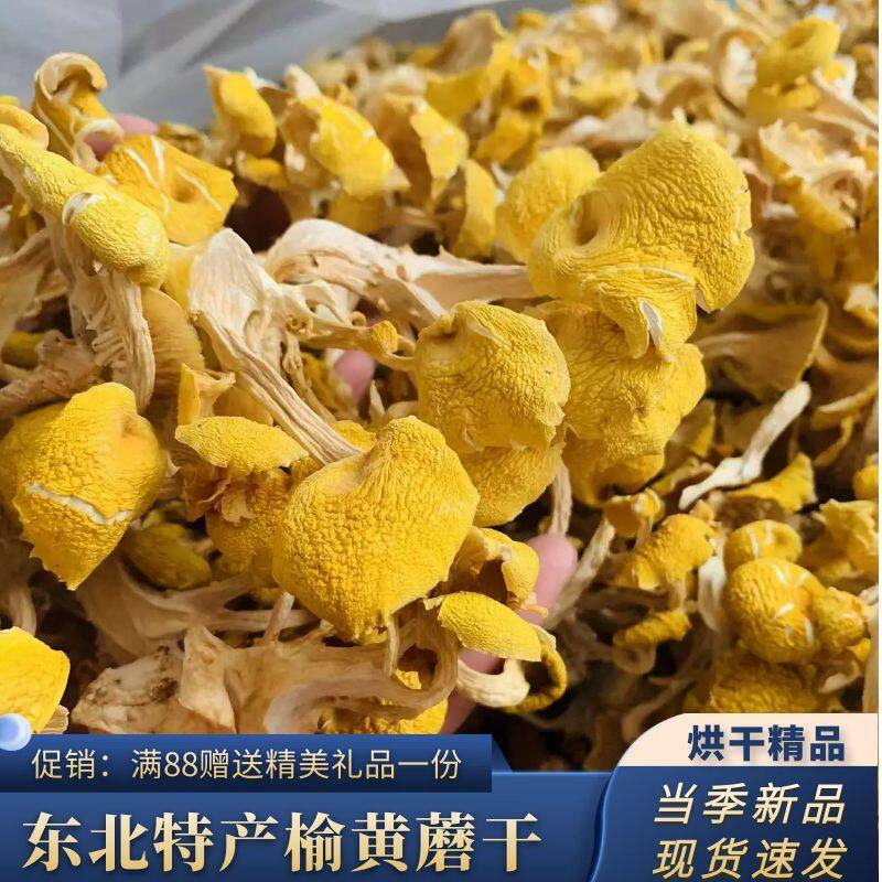 东北榆黄蘑野生当年新货小黄蘑菇鸡油菌黄金菇干货净含量一斤包邮