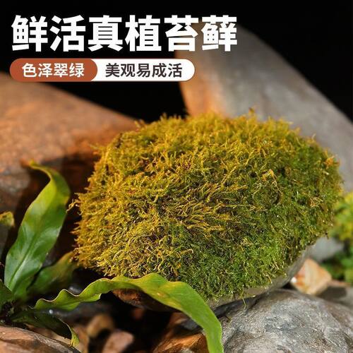 热销bib生态龟缸饲养缸滤客厅一体式排水懒人养殖循环式办公室水