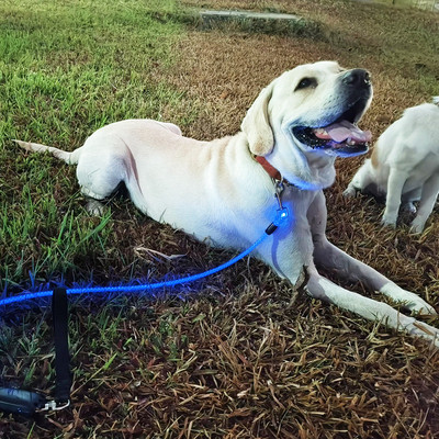 夜间遛狗发光宠物牵引带防挣脱发光牵引绳防绊倒狗狗猫咪防丢项圈