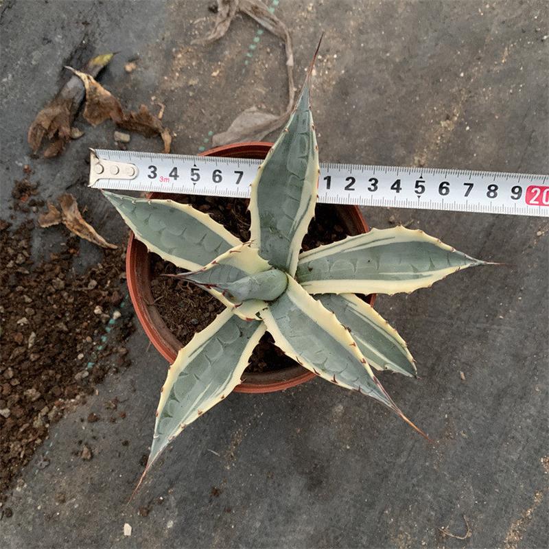 赖白覆轮龙舌兰沙生赖光白覆轮赖光锦净化空气沙漠多肉盆栽植物
