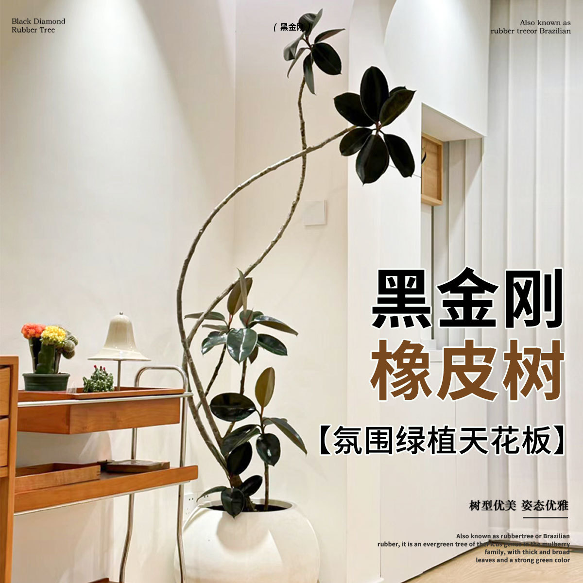 黑金刚橡皮树客厅大盆栽室内办公室落地大型造型老桩绿植四季常青