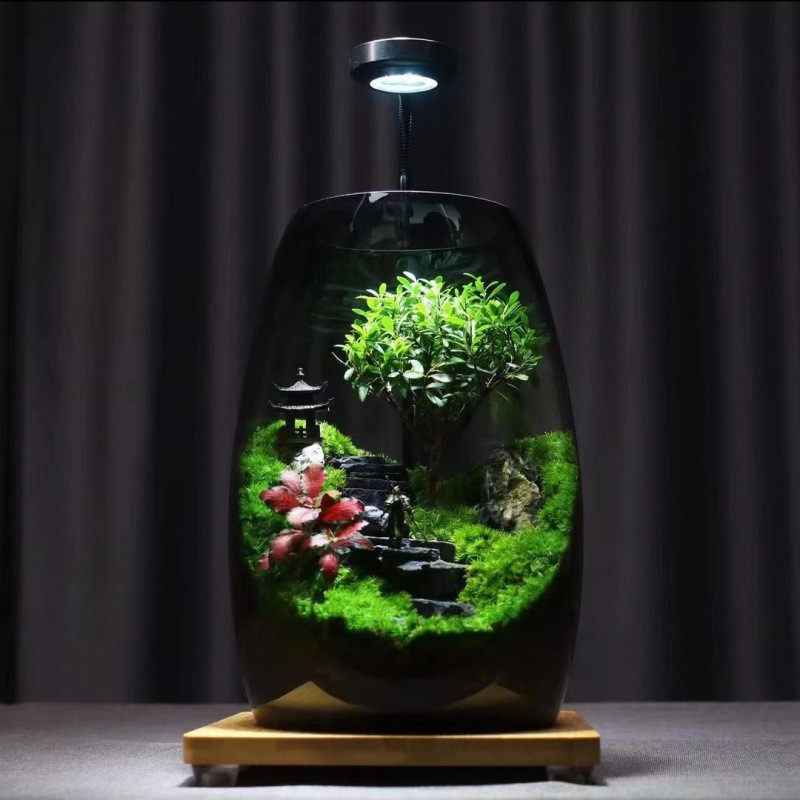 k1植物生态桌面创意盆栽好养摆件景观造景办公室苔藓绿植盆景