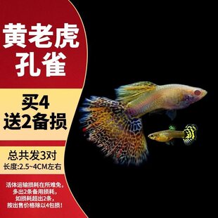 孔雀鱼观赏鱼冷水热带小型淡水宠物好养耐活花鳉凤尾鱼苗宠物孕母
