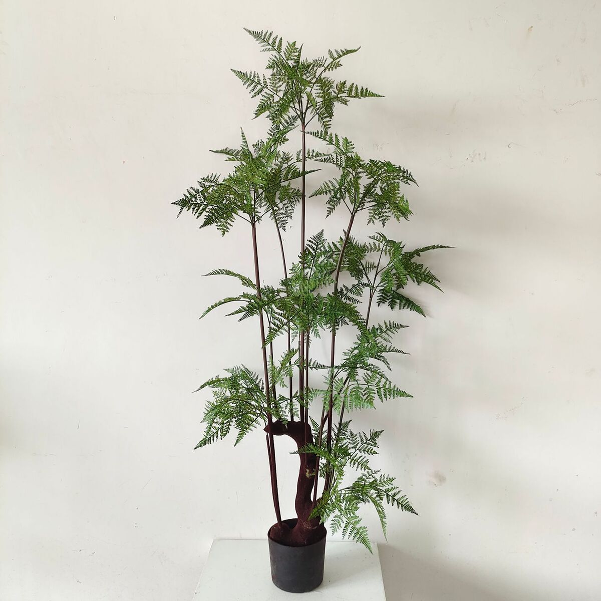 常青软装橱窗仿真绿植盆栽家居落地饰品设计造景仿真铁线厥文竹