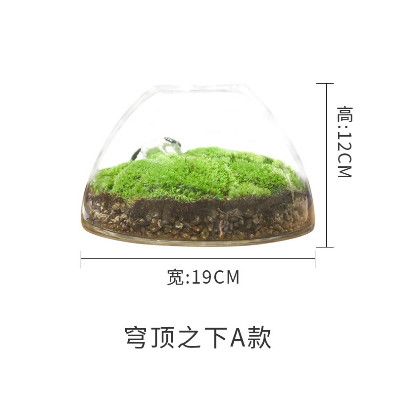 2u8k青苔苔藓植物盆景闷养瓶微景观微观生态瓶微缩盆栽景观造景成