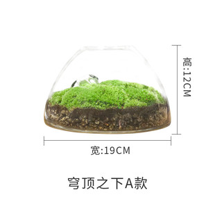 2u8k青苔苔藓植物景观闷养瓶微景观盆景生态瓶微缩盆栽微观造景成