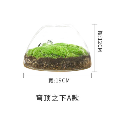 2u8k青苔微观景观闷养瓶微景观苔藓植物生态瓶微缩盆栽盆景造景成