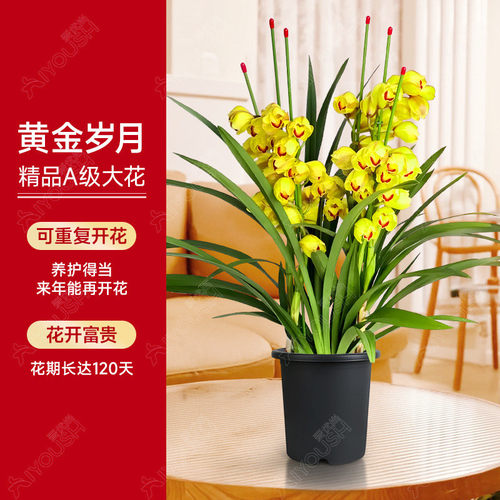 大花蕙兰盆栽直兰带花苞花剑好养室内客厅年宵花绿植喜庆花卉植物