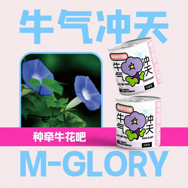 网红款祝福盆栽绿植厂家批发小花农种植摆件幼儿园小学种植盆栽