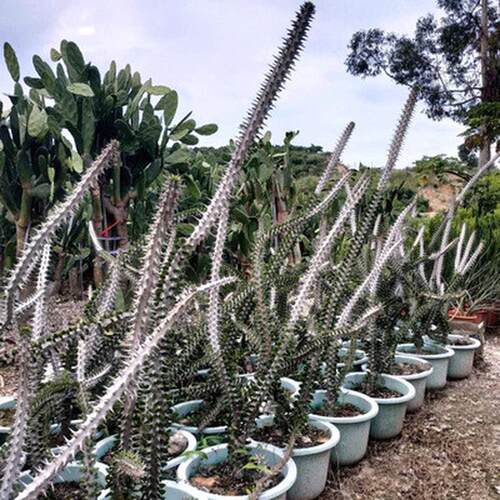 厂家亚龙木群生造型景观分叉植物沙生植物造景设计大苍炎龙沙漠