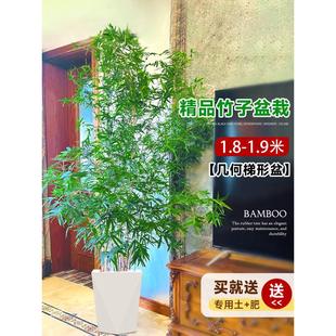 竹子盆栽室内客厅真树大型绿植落地大花盆好养批发四季常青造景活
