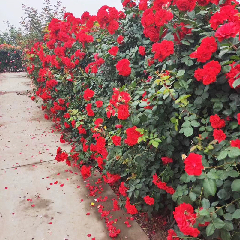 月季网片批发精品月季花墙现货迷宫户外种植款月季多款小苗月季