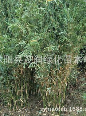 凤尾竹地栽慈孝竹苗植物室内盆栽庭院丛生竹常青绿植风景竹子