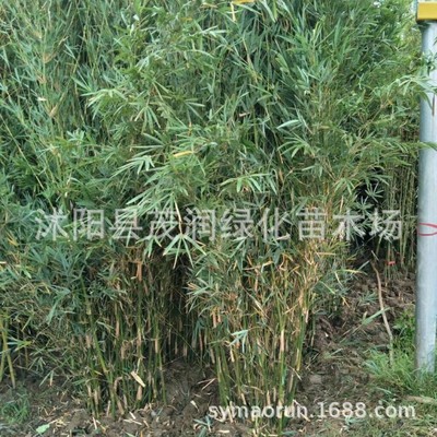 庭院地栽慈孝竹苗植物室内盆栽常青丛生竹凤尾竹绿植风景竹子