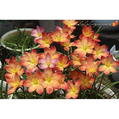 单瓣风雨兰 钦达/查尼达 Chinda 松鼠的花园 满30包邮非偏远地区