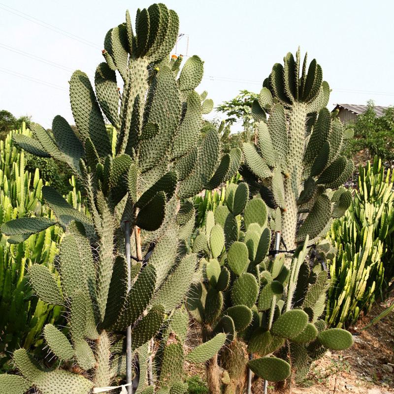 高度2米多浆植物批发沙生景观鱼鳞仙人掌基地欢迎念珠参观掌