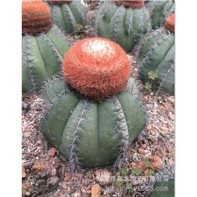 彩云层云魔云装饰大量沙生植物室内仙人球盆栽仙人球强刺仙人球