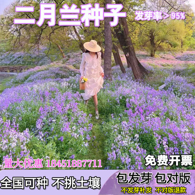 种一次每年开花诸葛室外花卉二月兰种子庭院菜耐阴耐寒树林下花籽