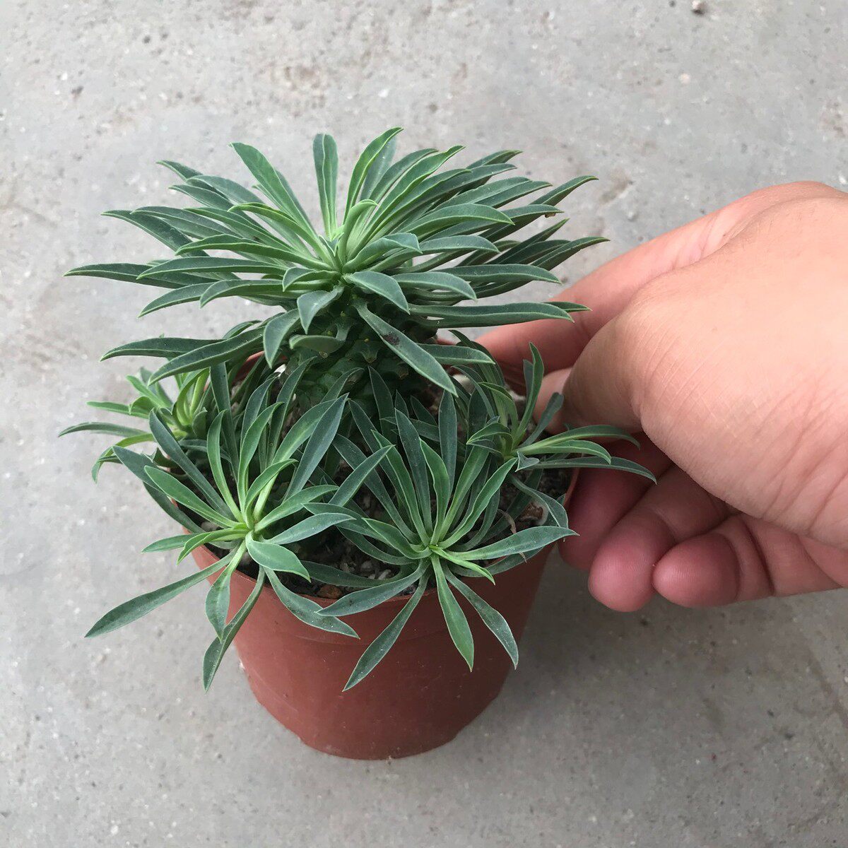 带铁甲铁甲麒麟掌形景天科整盆多肉植物仔麒麟仙人球仙人