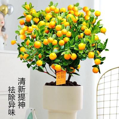 热销四季金桔盆栽带果可食用室内客厅桌面果树植物好养活绿植花卉