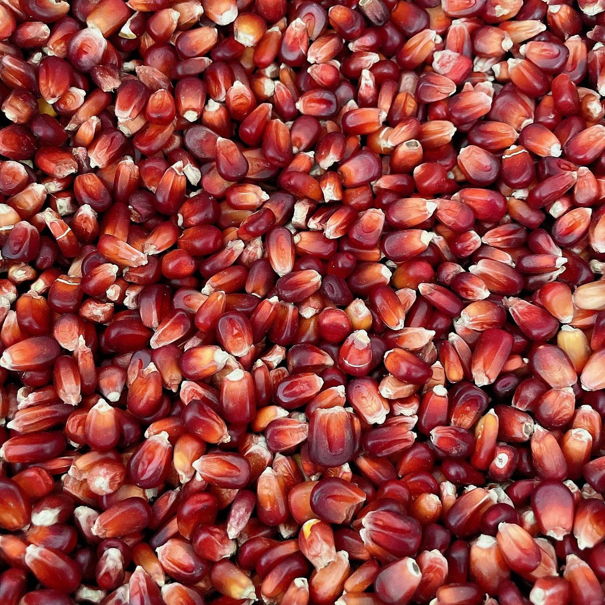 枭红玉鸽粮中粒龙米5斤赛鸽信鸽原料批发浙江沪皖包邮