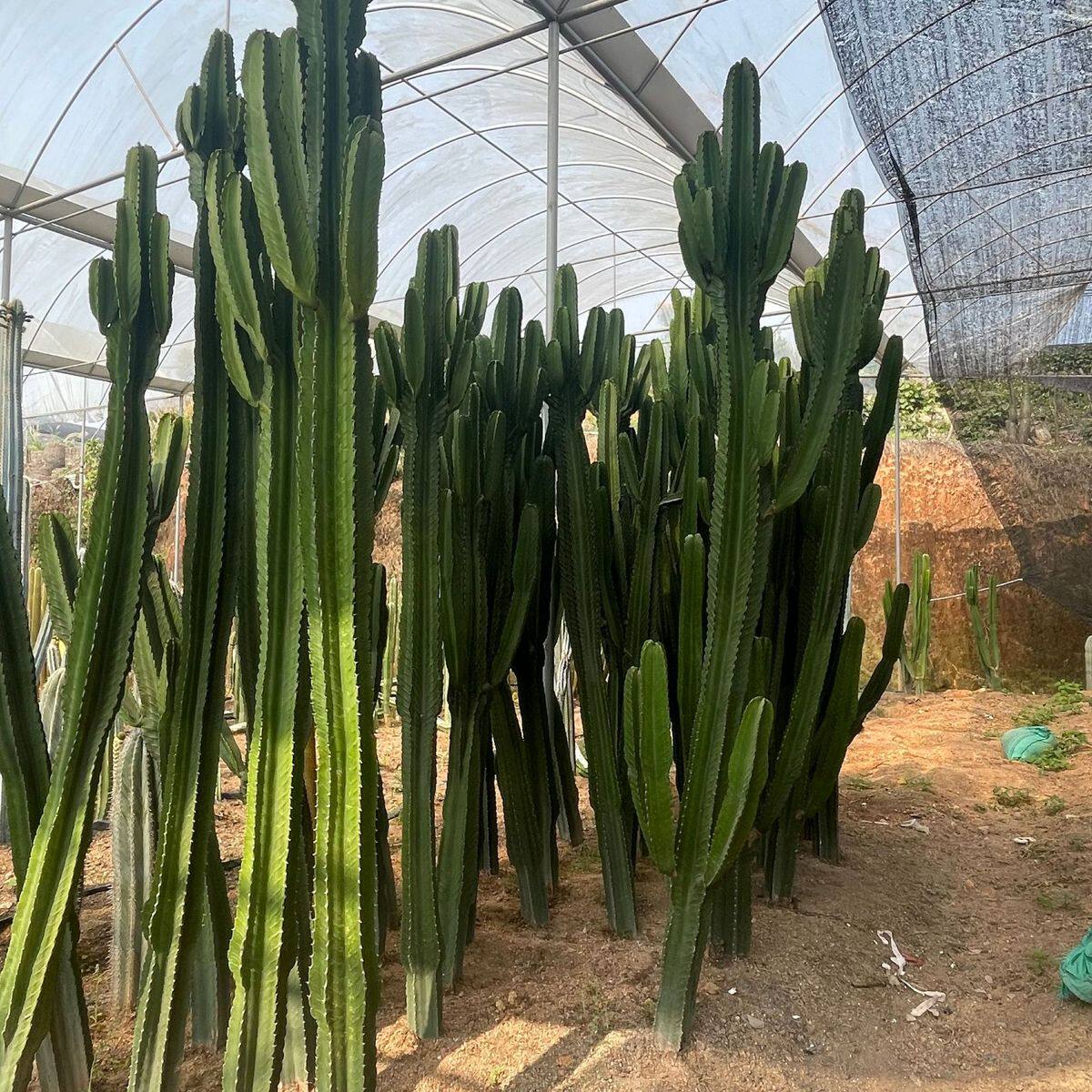 造景仙人掌基地批发大戟阁武仑柱土人节柱沙生植物福建