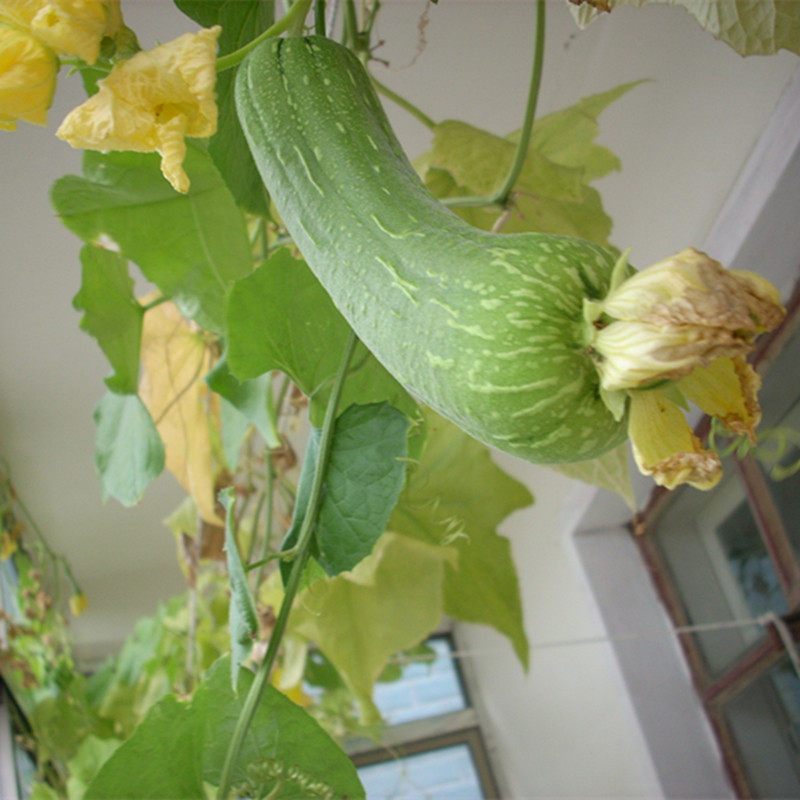箱式无土栽培设备阳台种菜水培花架蔬菜机组合水耕盆栽