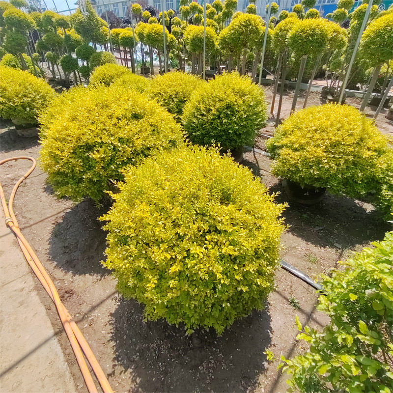 亮球女贞塔型盆栽女贞落地晶庭院别墅阳台栽种耐热耐寒花镜植物