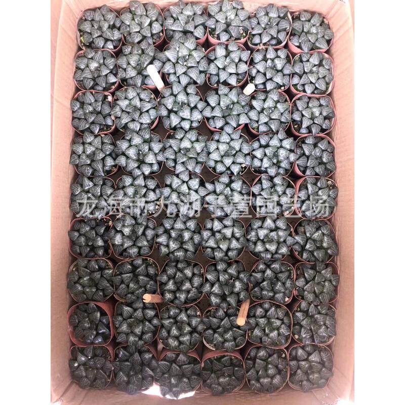 趣味园艺绿植种植栽培观赏性绿色植物十二卷属紫玉露万象镜