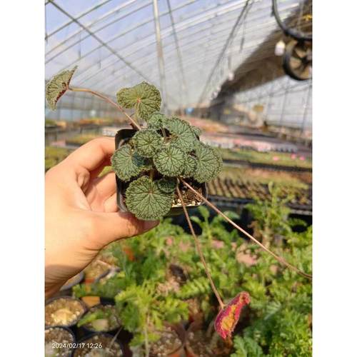 圆叶洋菊葵属块根植物懒人绿植仙人球多肉