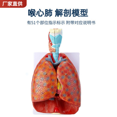 自然大人体喉心肺模型喉咙甲状腺肺心脏模型人体呼吸系统模型