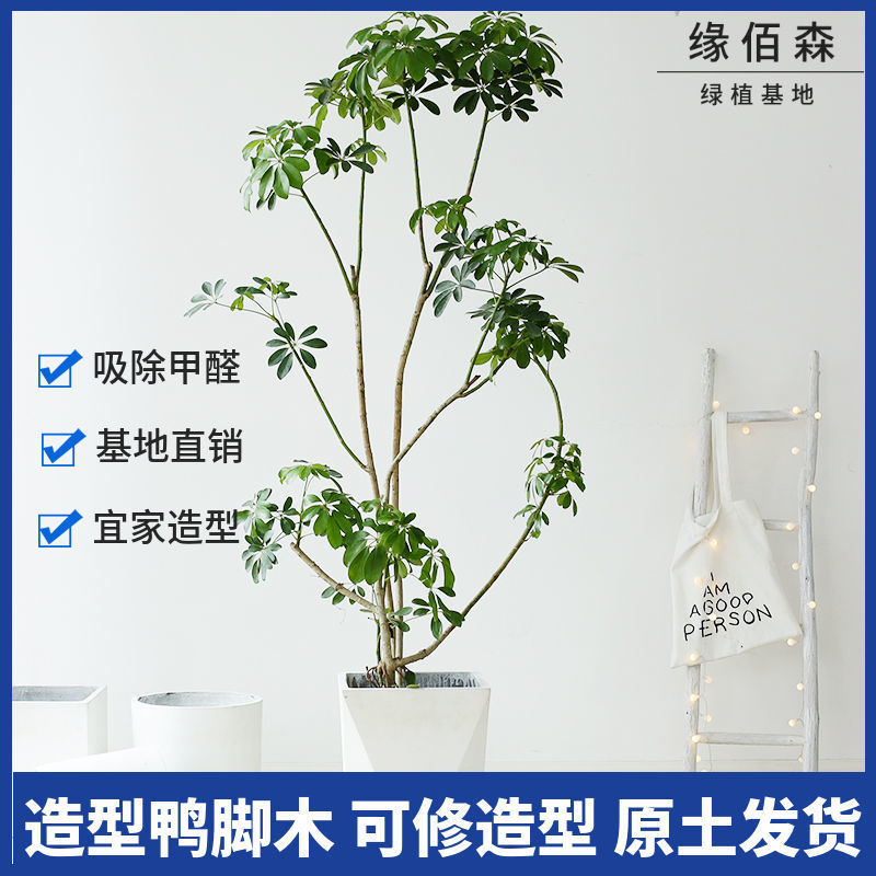 绿植室内佰造型鸭脚木净化空气办公室客厅四季常青八方来财缘大型