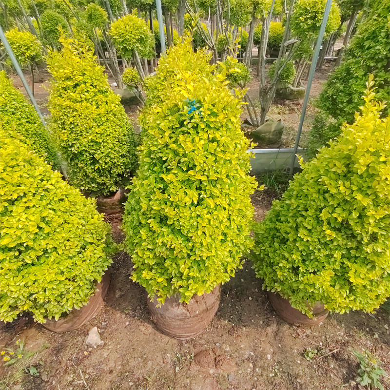 植物晶女贞塔型盆栽女贞落地球庭院别墅阳台栽种耐热耐寒花镜亮