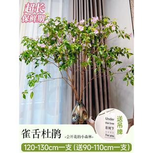 雀舌杜鹃水培植物醉好养高大马室内木吊钟树枝条水养鲜切绿植批发