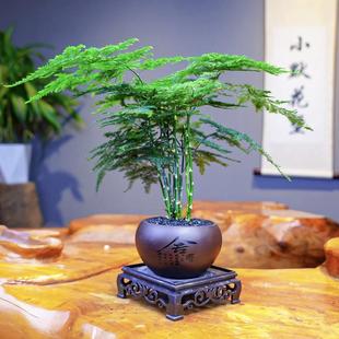 文竹盆栽防绿植客厅桌面植物禅意四季常青云竹办公室花卉室内直销