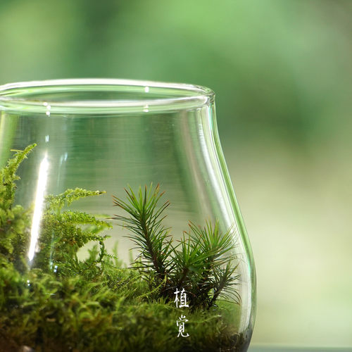 热销植觉|mini顺丰发货|苔藓微景观桌面小景摆件节日送礼好物